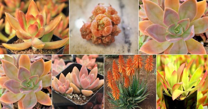 25 Outstanding Orange Succulents - Sublime Succulents