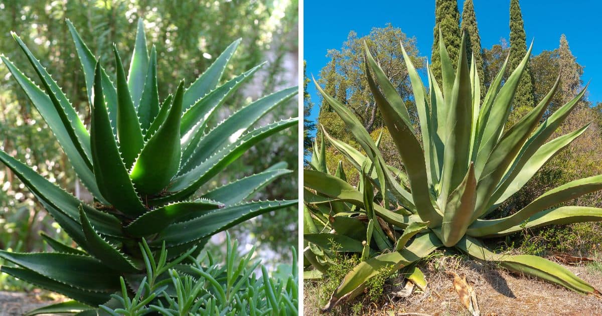 Agave Vs Aloe Similarities And Differences Fb 