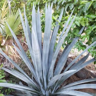 Agave Vs Aloe - 5 Key Differences You Didn't Know About