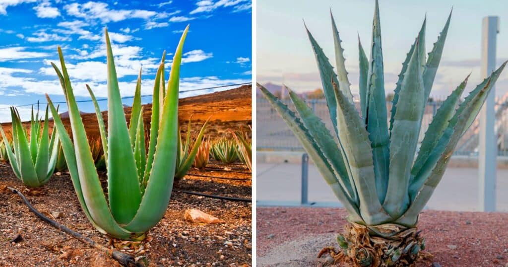 Agave Vs Aloe 5 Key Differences You Didn T Know About