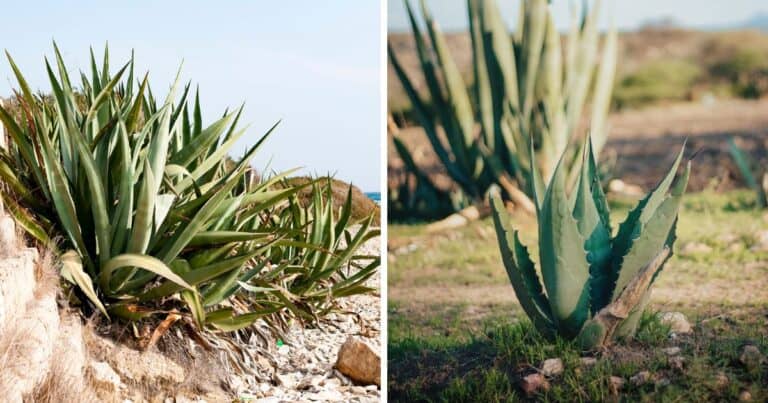 Agave Vs Aloe 5 Key Differences You Didnt Know About 8276