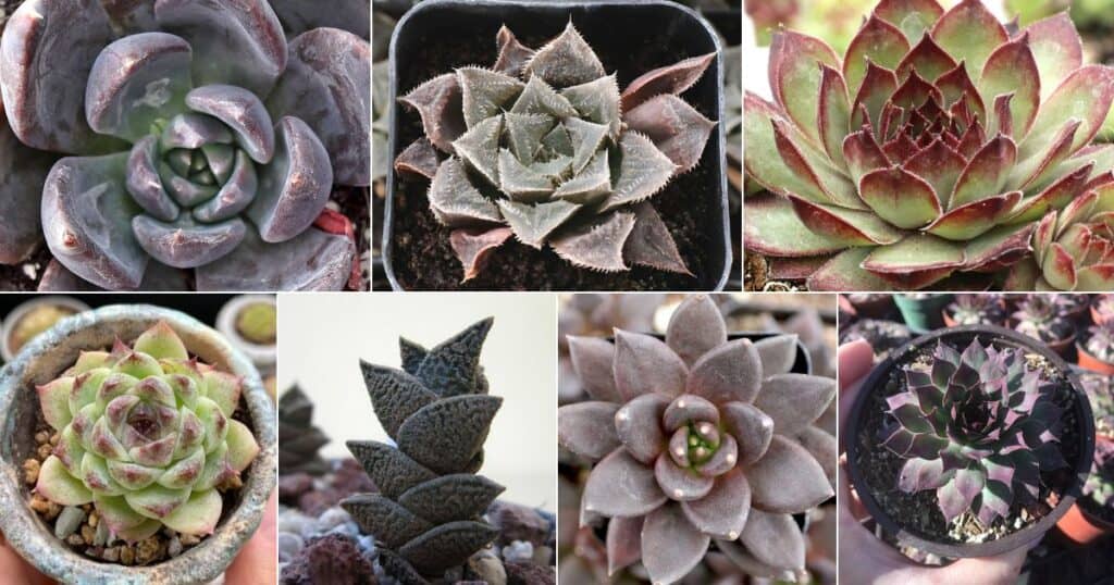 18 Brilliant Black Succulents - For a Vibrant and Stunning Garden ...