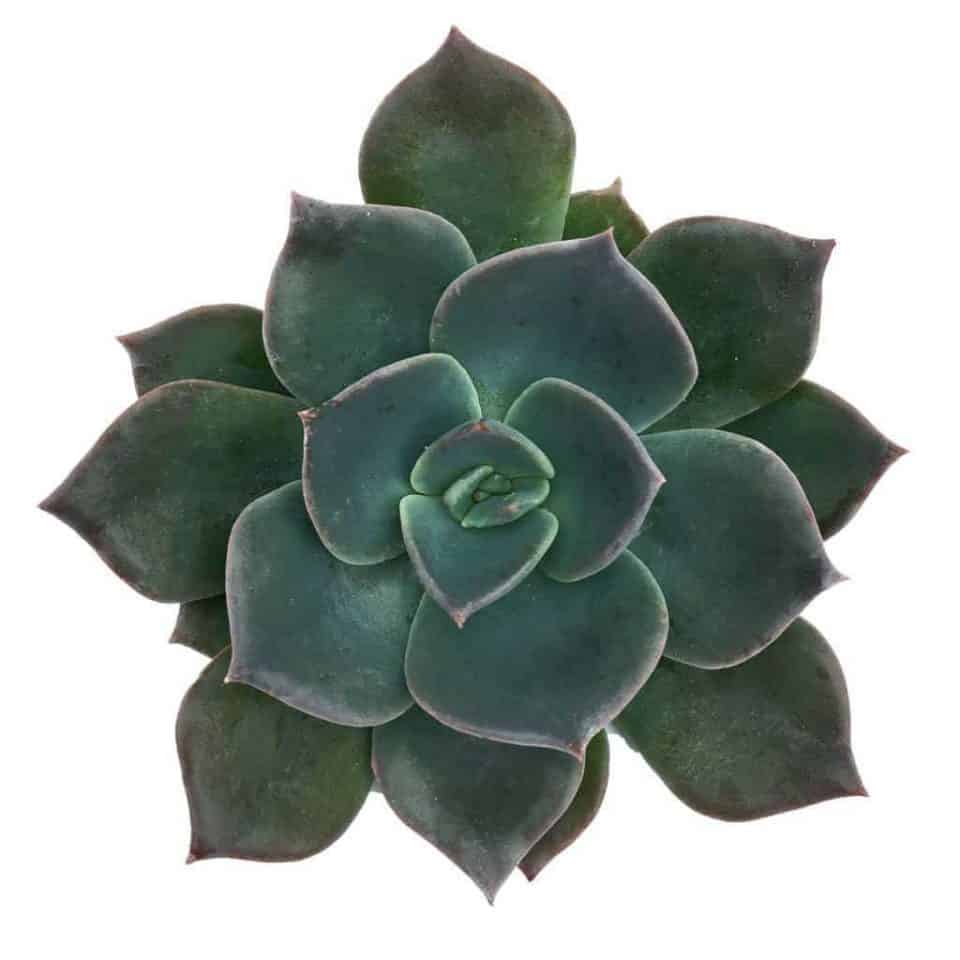 Top 10 Most Beautiful Blue Succulents For Your Garden 3350