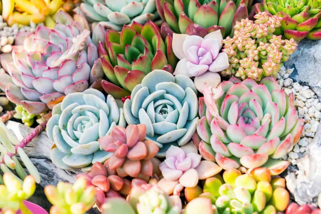 10 Interesting Facts About Succulents - Sublime Succulents