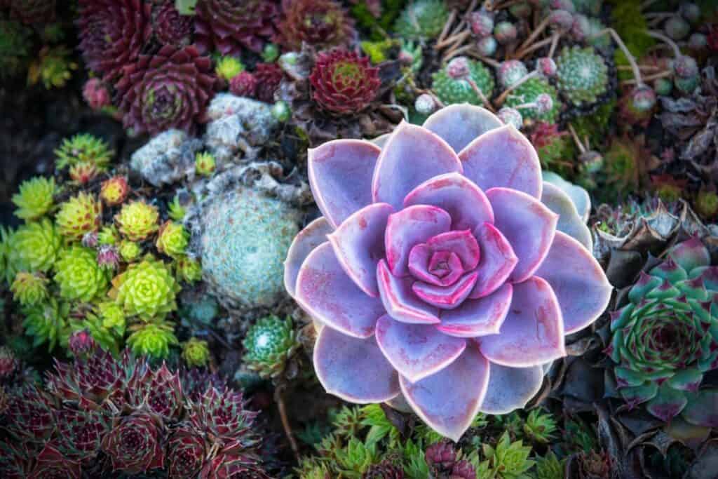 10 Interesting Facts About Succulents - Sublime Succulents