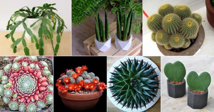 9 Best Succulents for Your Office - Sublime Succulents