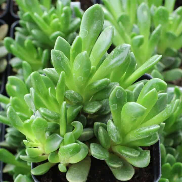 80+ Best Mini Succulents to Grow in Any Apartment