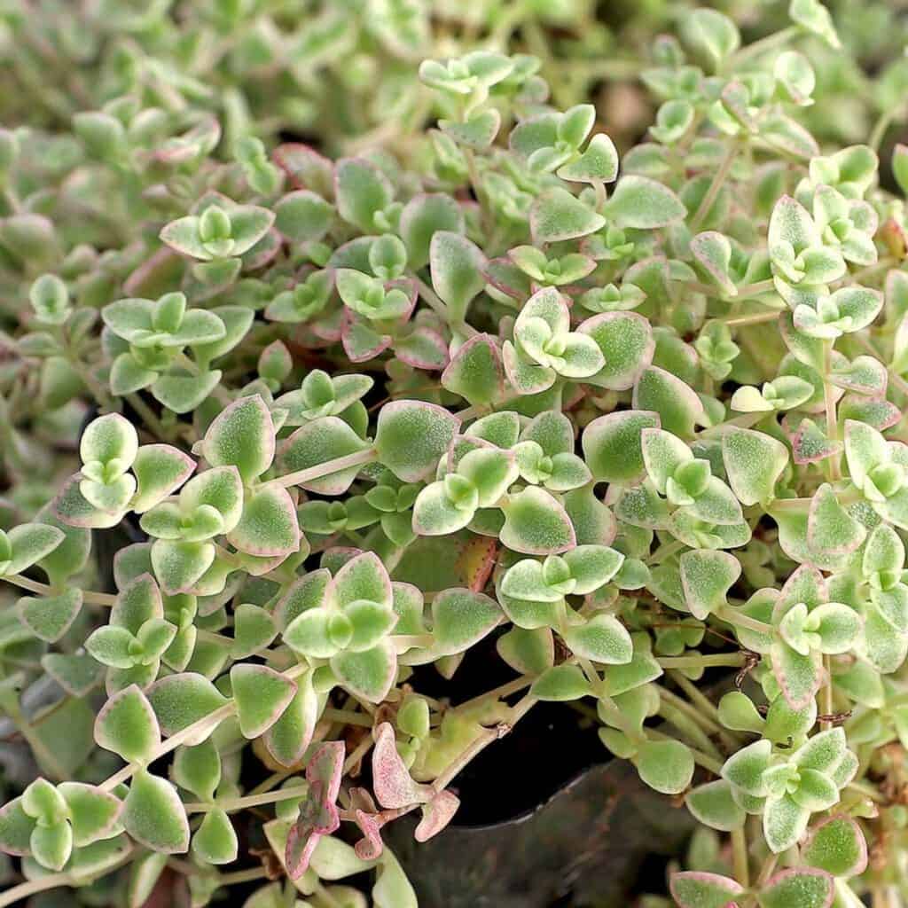 80+ Best Mini Succulents to Grow in Any Apartment