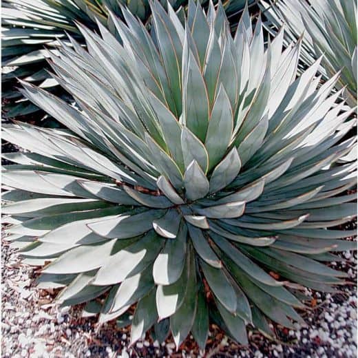 The Difference Between Agave and Yucca - Sublime Succulents