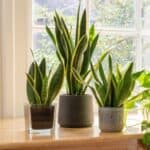 Three snake plants in pot near a window.