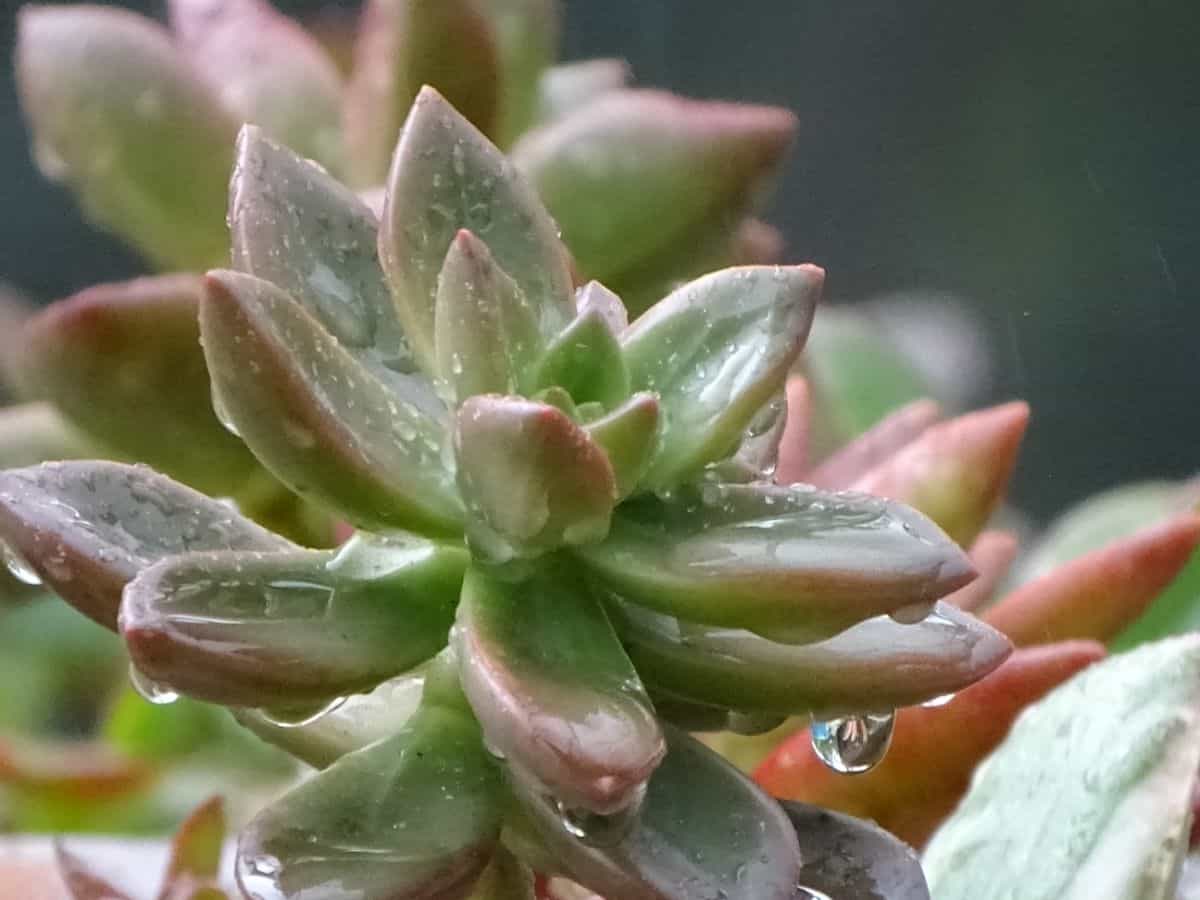 Succulent with raindrops close-up.