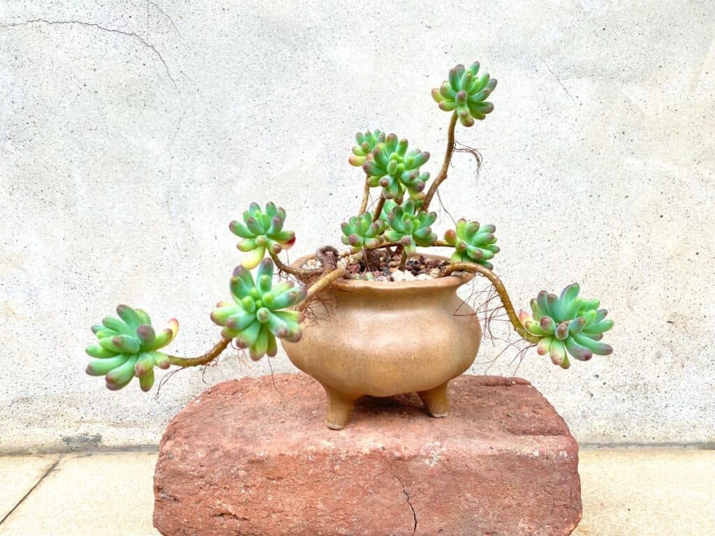 How to Make Succulent Bonsai Sublime Succulents