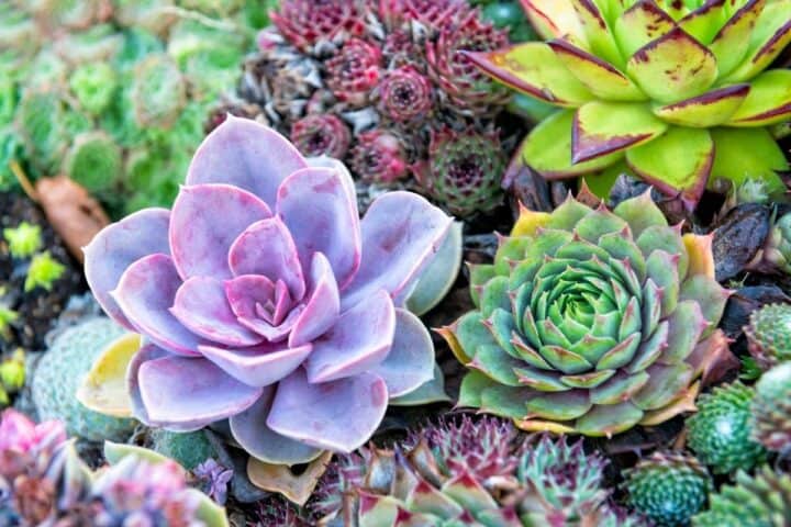 What is a Succulent Plant? - Sublime Succulents