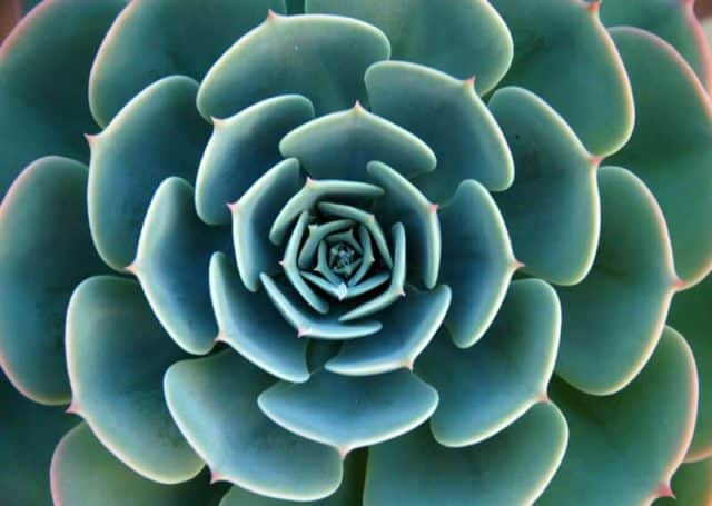 How Do Succulents Reproduce Sublime Succulents 