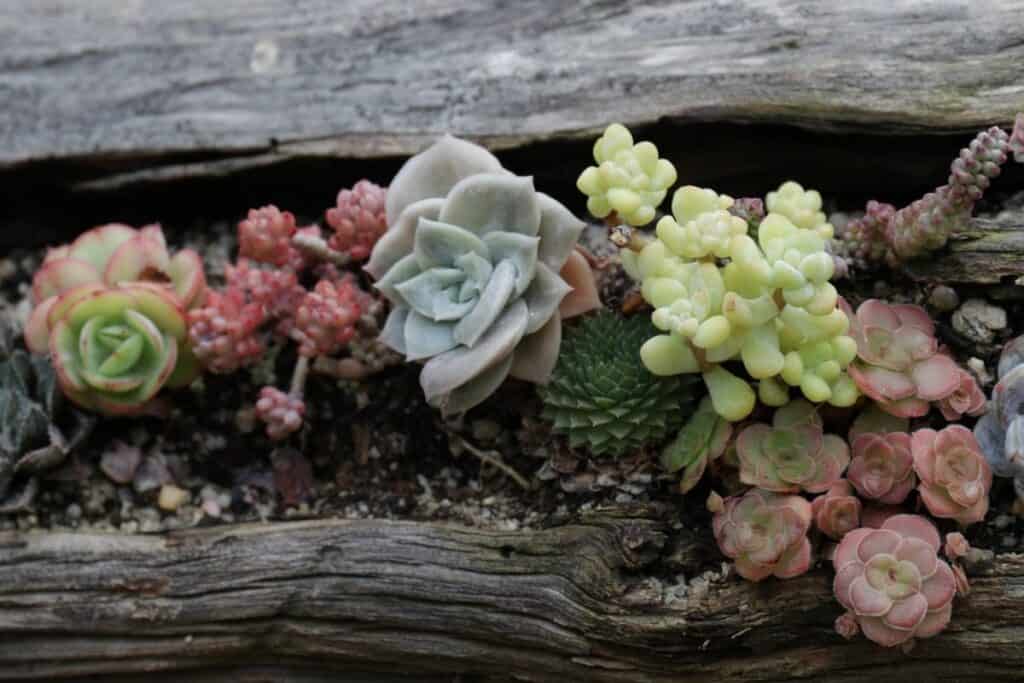 How to Plant a Succulent Garden - Sublime Succulents