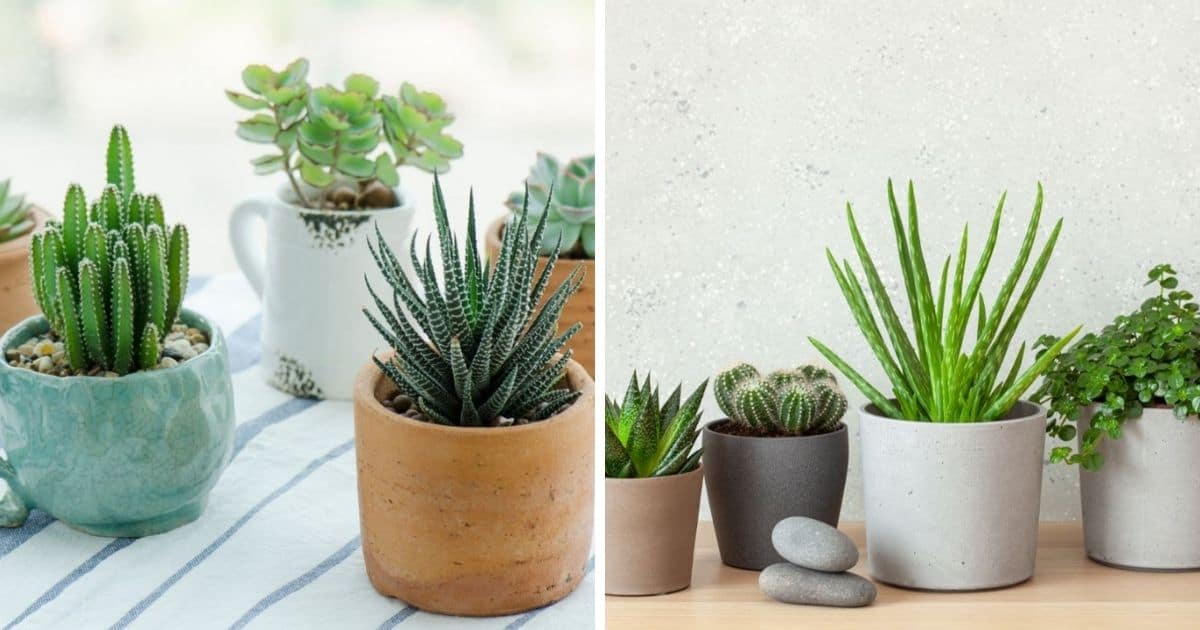 Best Pots For Succulents in 2024 (Our Reviews & Comparisons) - Sublime ...