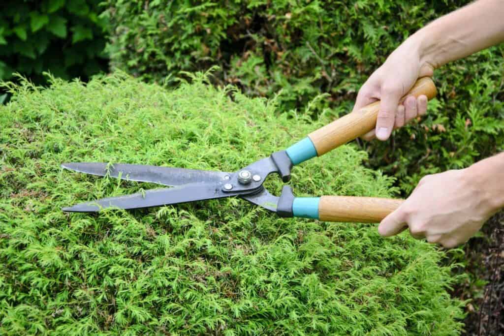 How To Sharpen Hedge Clippers Sublime Succulents