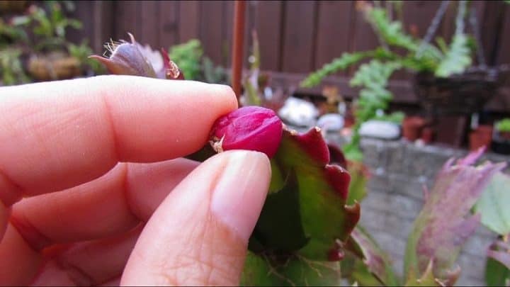 How To Propagate Christmas Cactus