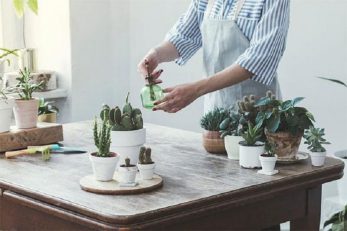 Do Succulents Need Drainage? - Learn to Water Them Correctly