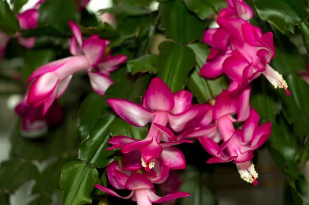 How To Propagate Christmas Cactus