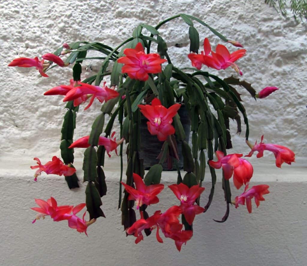 How To Propagate Christmas Cactus