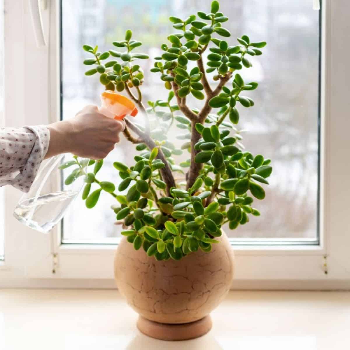 How To Get Rid Of Flies In Potted Plants