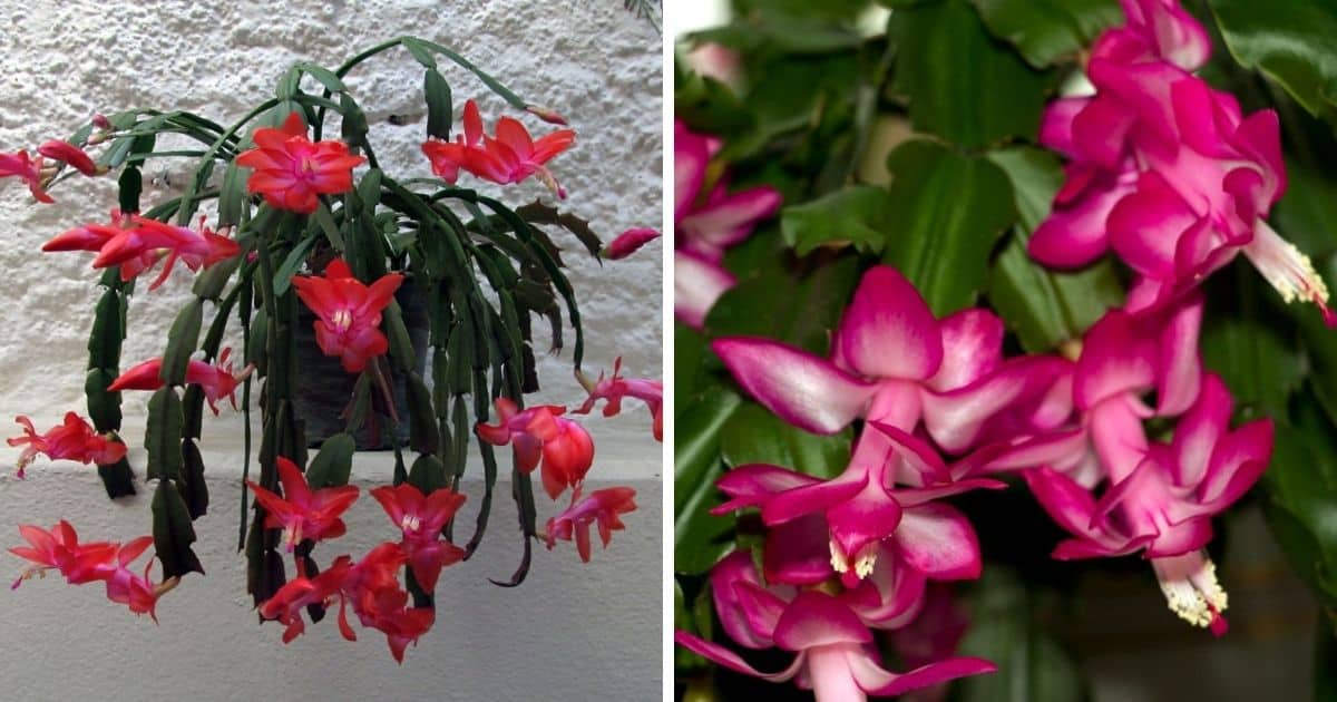 How To Propagate Christmas Cactus