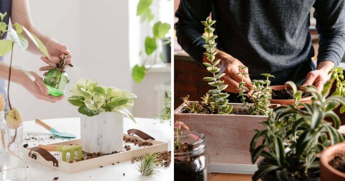 How To Take Care Of Indoor Succulents In Humid Weather? - Sublime ...