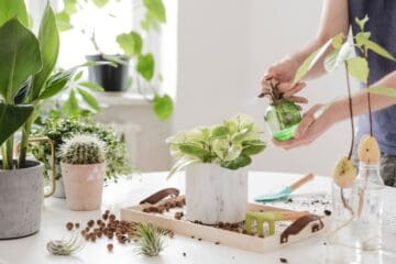 How To Take Care Of Indoor Succulents In Humid Weather? - Sublime ...