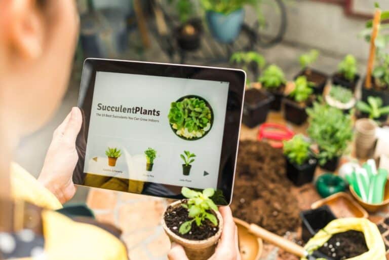 7 Best Places To Buy Succulents Online In March 2024