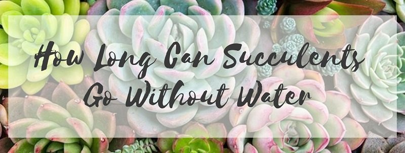 How Long Can Succulents Go Without Water? - Sublime Succulents