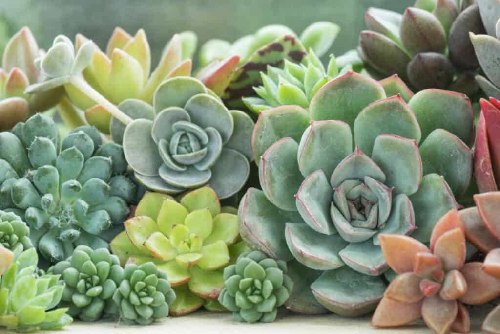 How Big Do Succulents Get - All Factors That Affect Size