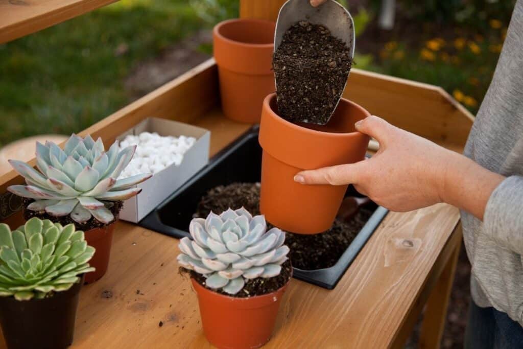 How To Repot Succulents Sublime Succulents