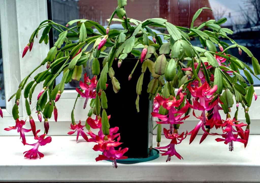 Repot Christmas Cactus 