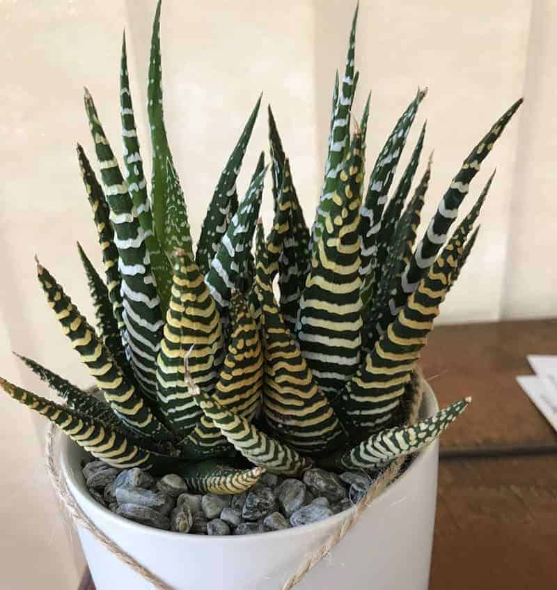 Haworthia Succulent growing in a white pot.