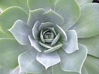 Dudleya Succulents - An Ultimate Care Guide - Sublime Succulents