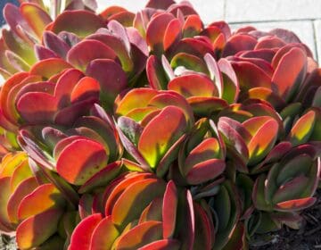 Flapjack Succulent - The Ultimate Care Guide - Sublime Succulents