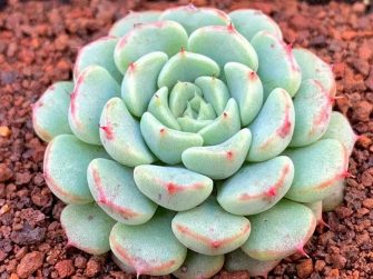 Echeveria Minima Care Guide - Here's How to Care for Echeveria Minima