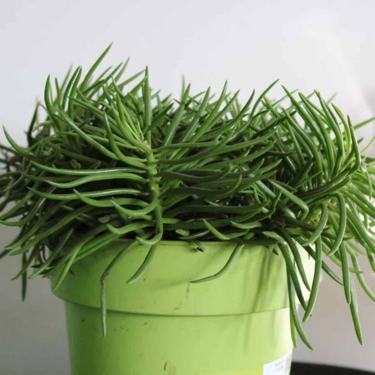 Senecio Barbertonicus Succulent Cutting Easy To Root Our GUARANTEE Home ...