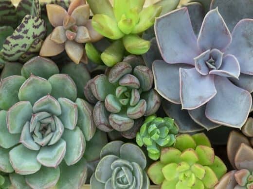 Echeveria Dondo - A Care Guide - Sublime Succulents