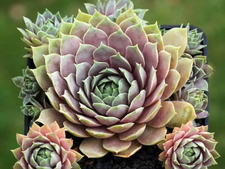 Sempervivum Heuffelii Succulent Care Guide - Sublime Succulents