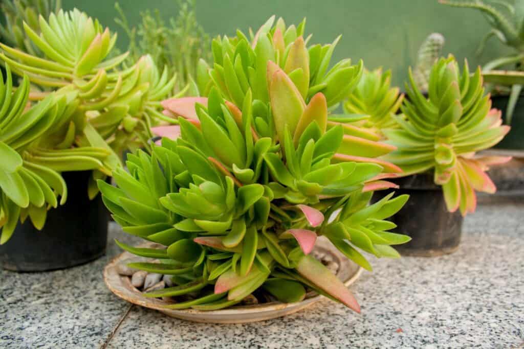 Crassula Capitella Campfire Succulent Care Guide Sublime Succulents