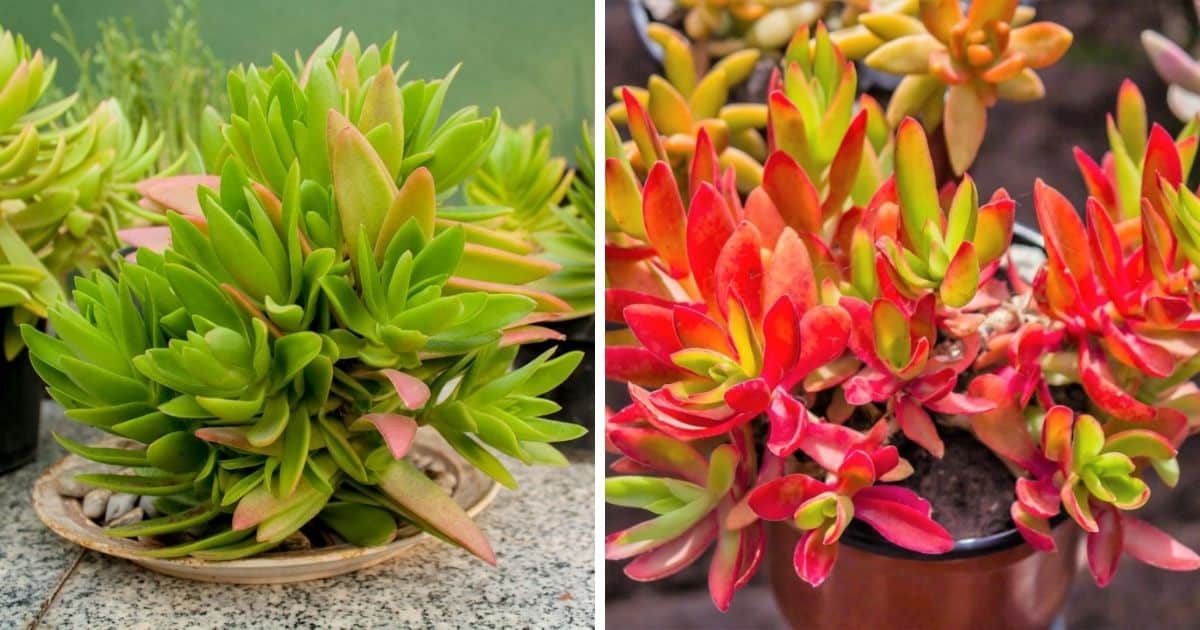 Crassula Capitella Campfire Succulent Care Guide - Sublime Succulents