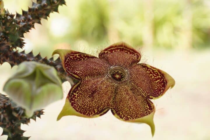 edithcolea grandis