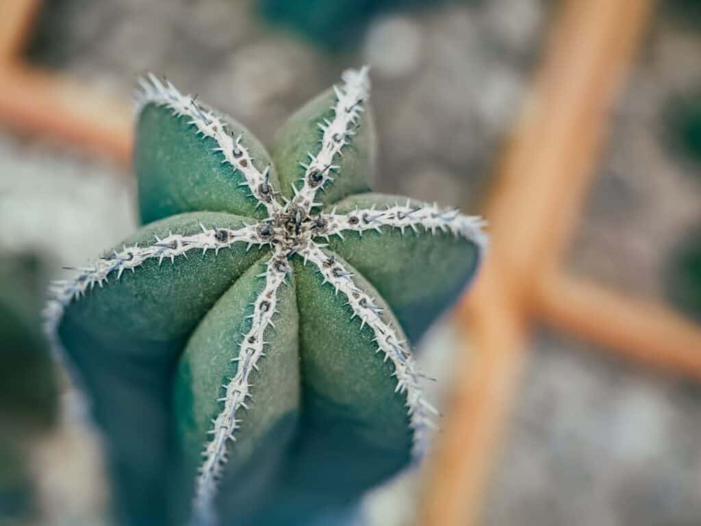 Pachycereus Marginatus Ultimate Care Guide