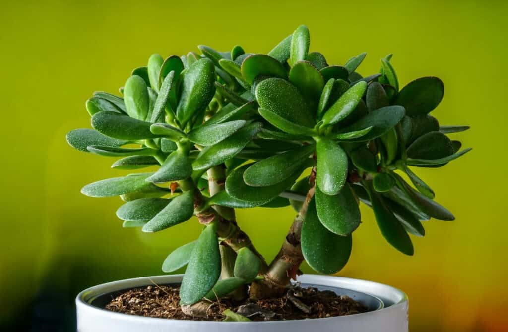 Crassula Moonglow Ultimate Care Guide