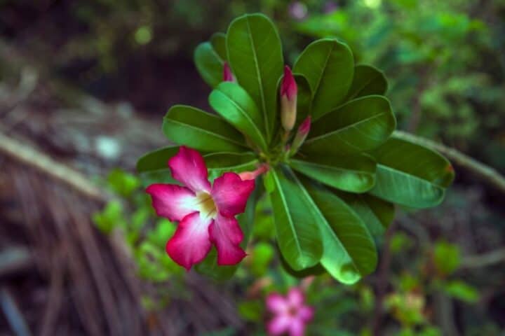 Desert Rose Ultimate Care Guide - Sublime Succulents