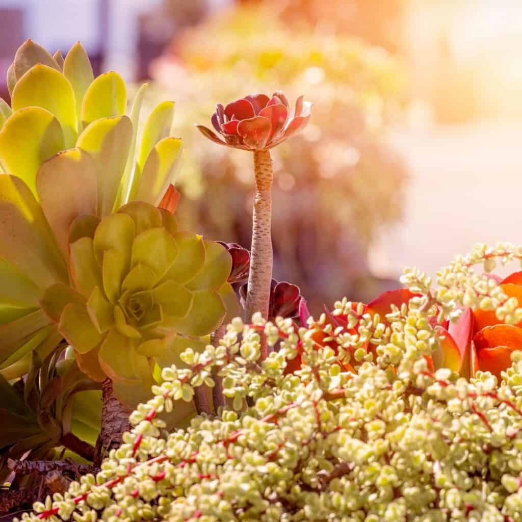 Succulent Coloration Sublime Succulents