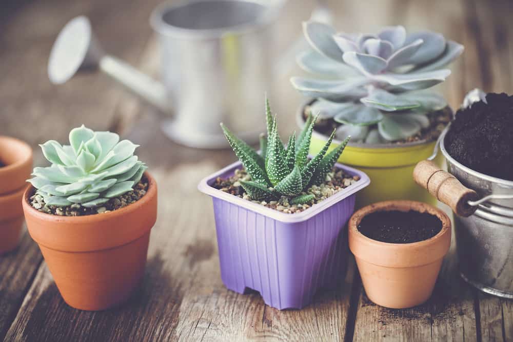 best succulents to pair together for easy maintennce