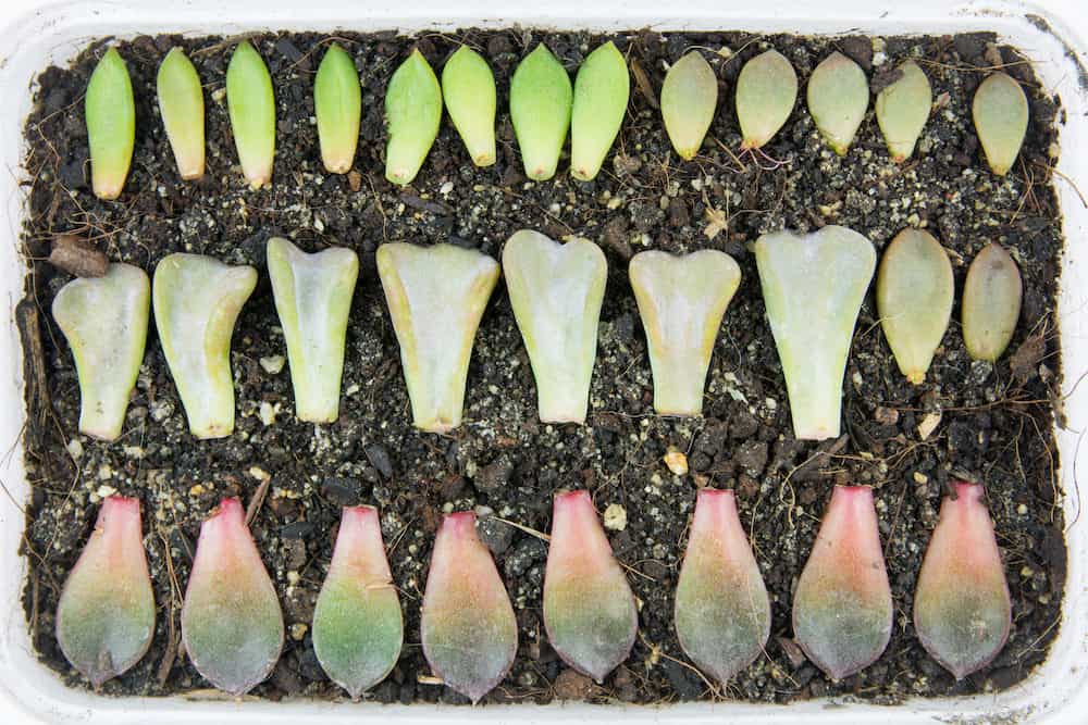 how often to water propagated succulents at home